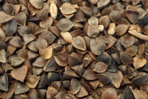 Enkelvoudig Boekweit 1 kg