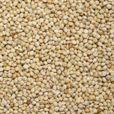 Enkelvoudig Milletzaad wit 5 kg